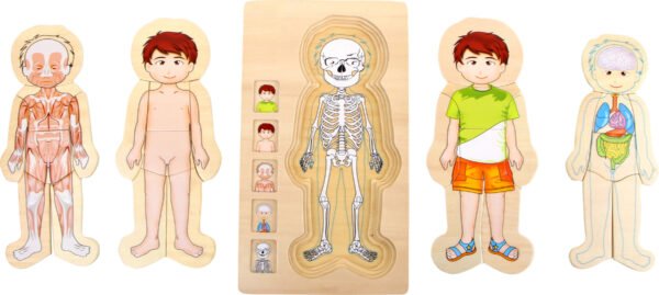 Žaislų klubas Žmogaus kūno anatomijos dėlionė